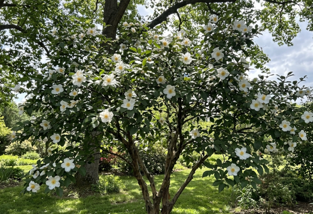 Japaneses stewartia tree in bloom