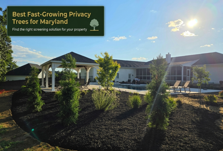 Best Fast-Growing Privacy Trees for Maryland