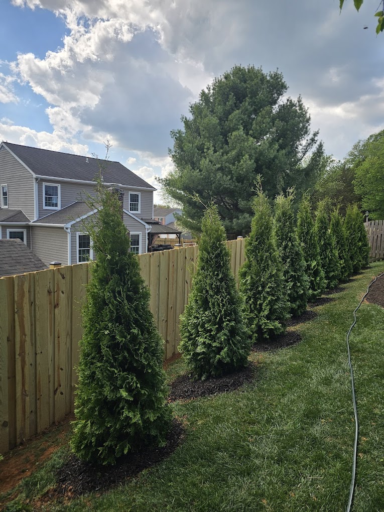 Arborvitae privacy row screening a property line