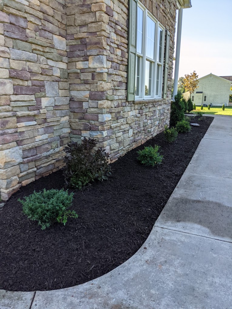 Foundation planting with shaped evergreens
