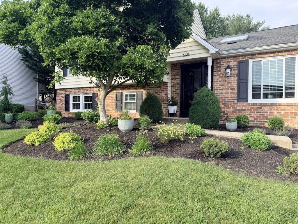 Renovated planting bed with layered shrubs and perennials